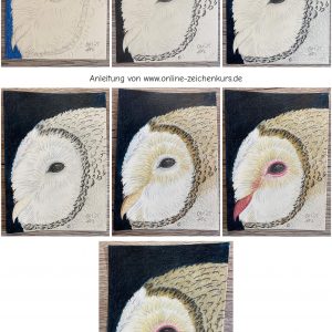 Schleiereule mit Buntstift Schritt für Schritt kolorieren