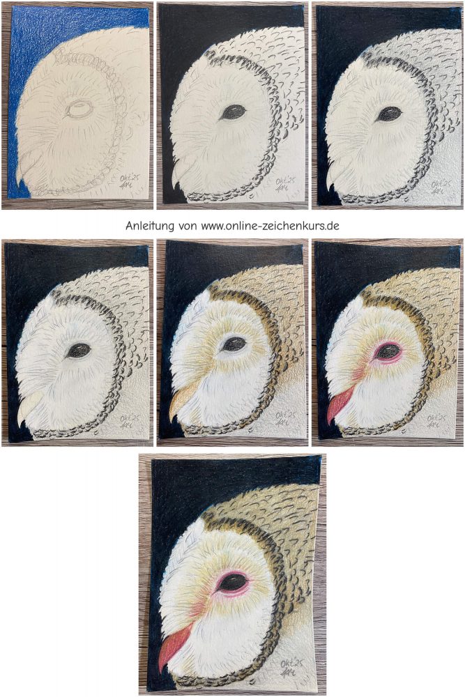 Schleiereule mit Buntstift Schritt für Schritt kolorieren