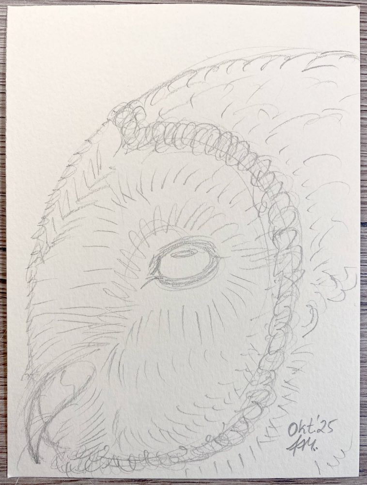 Schleiereule Bleistiftskizze