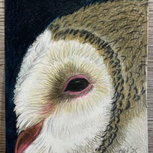 Fertige Postkarte der mit Buntstift kolorierten Schleiereule