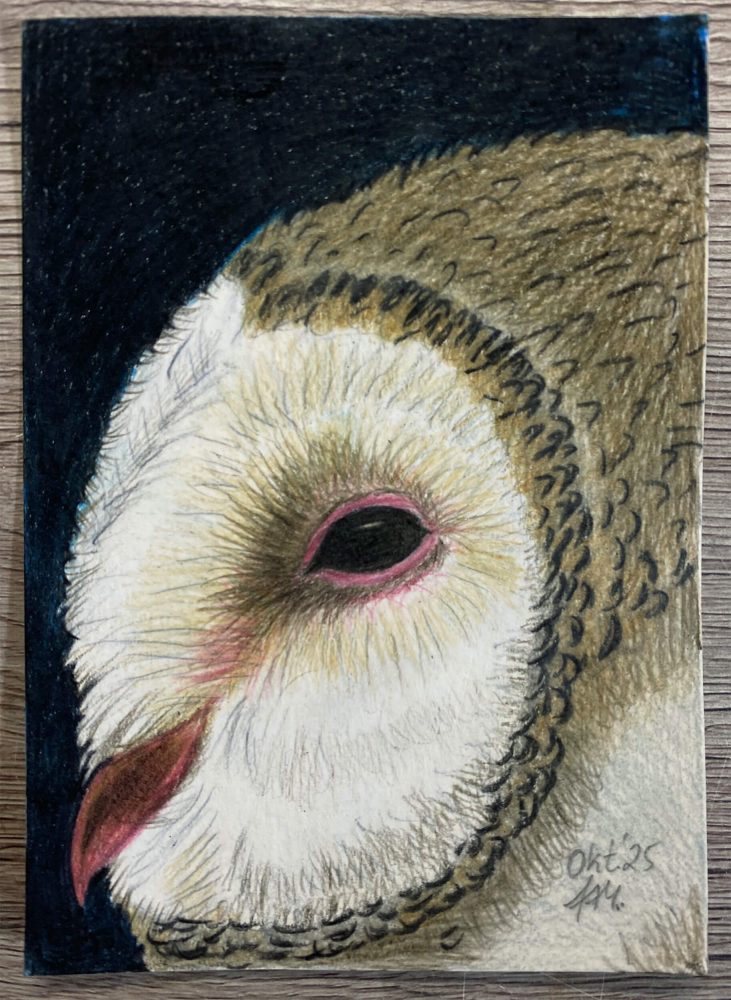 Fertige Postkarte der mit Buntstift kolorierten Schleiereule