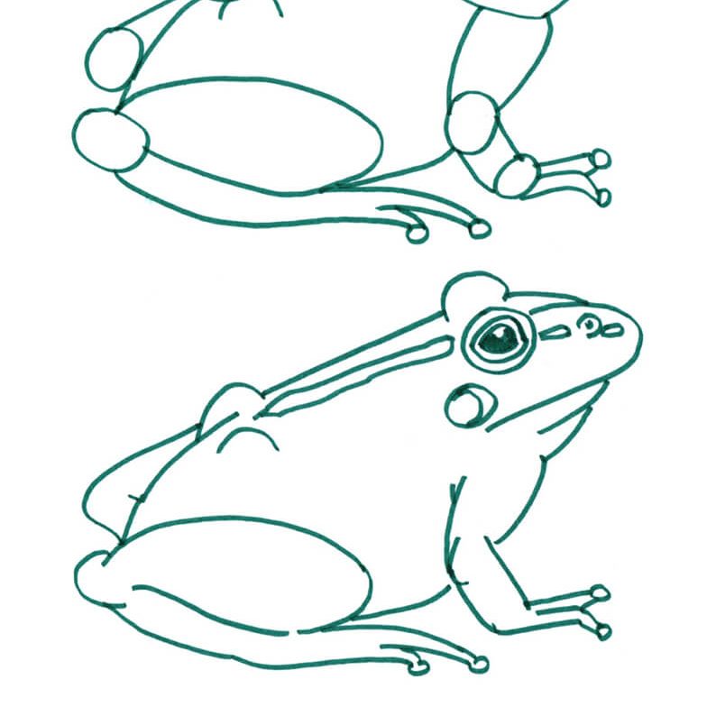 Tutorial: Frosch zeichnen 4