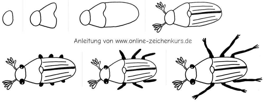 Handgezeichnete Schritt für Schritt Anleitung zum Maikäfer zeichnen von oben mit Kopf, Bruststück, Hinterleib, Fühlern, Flügeldecken und Beinen.