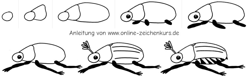 Handgezeichnetes Schritt für Schritt Tutorial zum Maikäfer zeichnen in Seitenansicht mit rundem Kopf, langem Körper, Auge, Fühlern, Beinen und Flügeldecken.