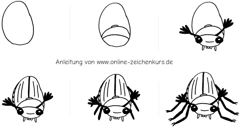 Handgezeichnetes Schritt für Schritt Zeichentutorial eines Maikäfers von vorn mit ovalem Körper, großen Augen, Fühlern, Beinen und Rückenlinien.