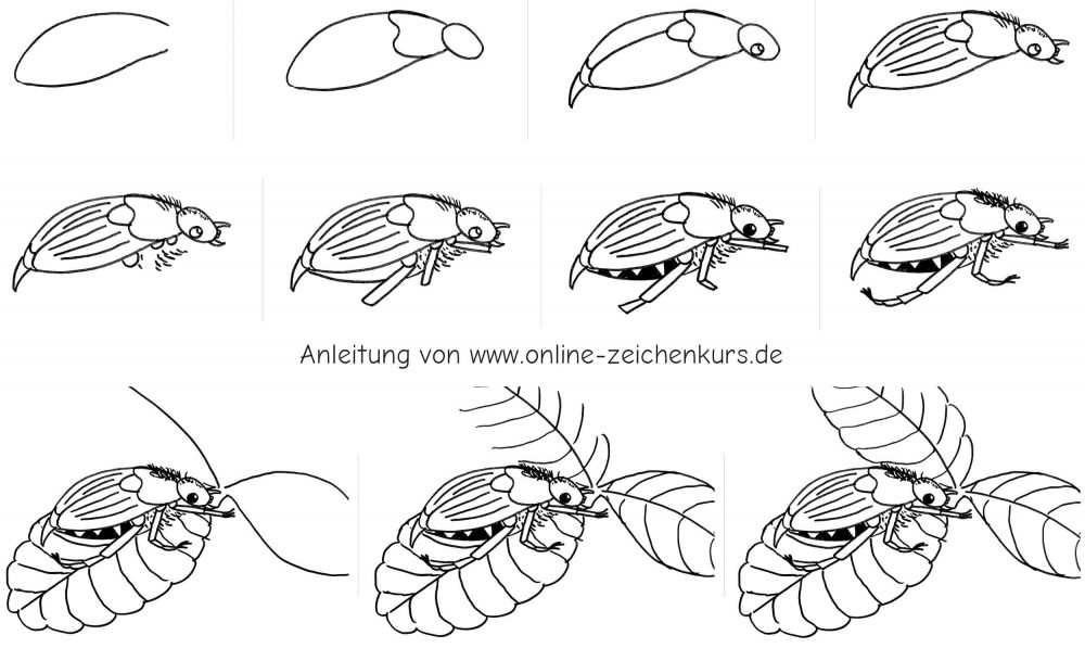 Handgezeichnetes Schritt für Schritt Tutorial zum Maikäfer zeichnen in Seitenansicht mit Flügeldecken, Beinen, Fühlern und Blättern.