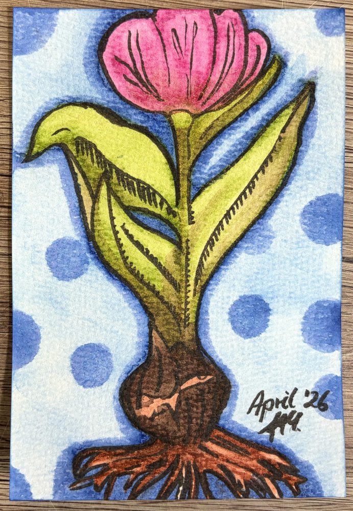 Tulpe mit Zwiebel - fertig gemalt