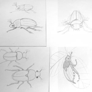 Handgezeichnete Bleistiftskizzen eines Maikäfers in verschiedenen Ansichten mit Kopf, Körper, Beinen, Fühlern und Blättern als Vorstudien zum Zeichnen.