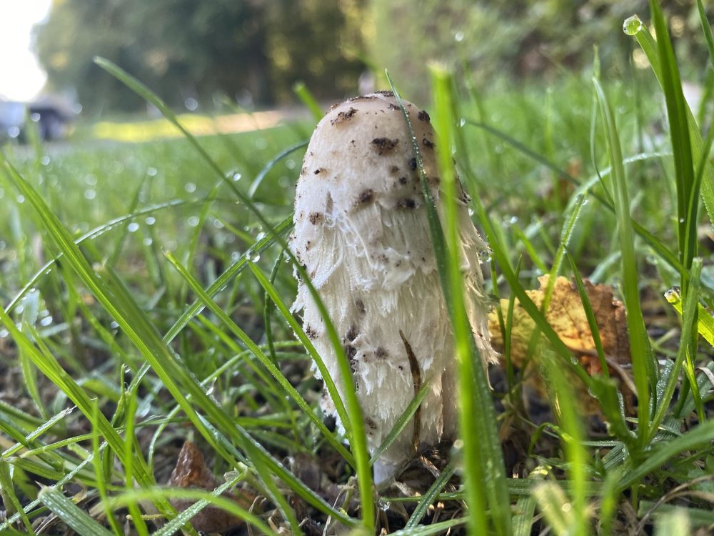 Herbst: Pilz (Schopftintling) im feuchten Gras
