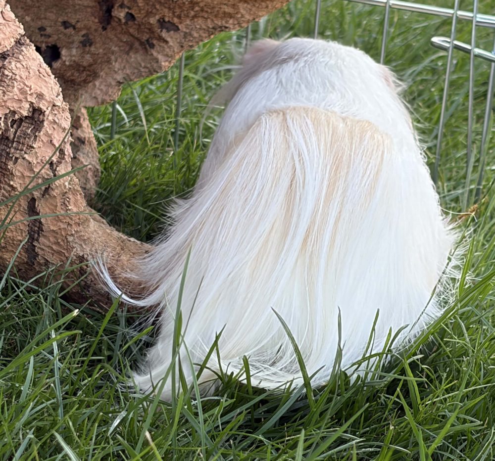 Weißes Langhaar-Meerschweinchen von hinten im Gras unter einem Stück Korkrinde