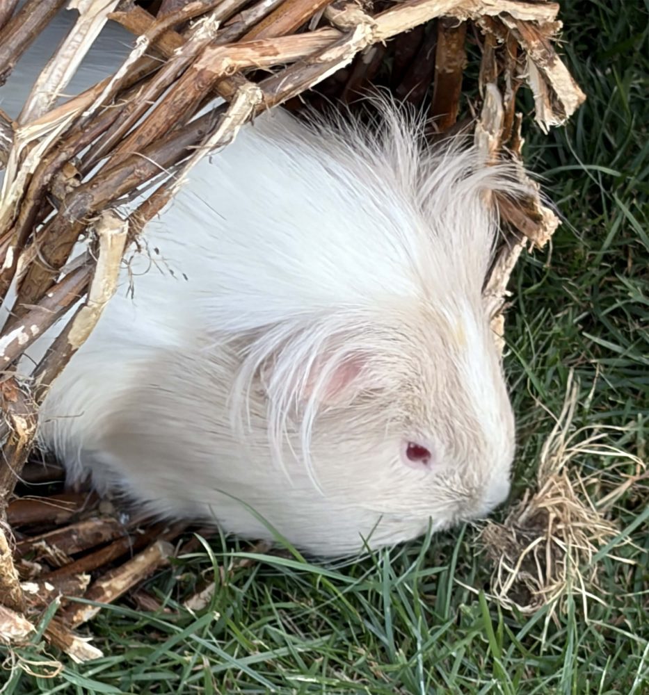 Weißes Langhaar-Meerschweinchen mit rosa Auge sitzt seitlich unter einem Zweigdach