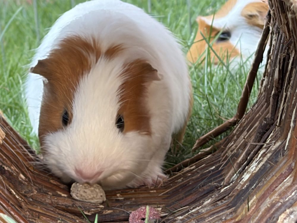 Braun-weißes Meerschweinchen kommt frontal zwischen Zweigen hervor, ein zweites liegt dahinter