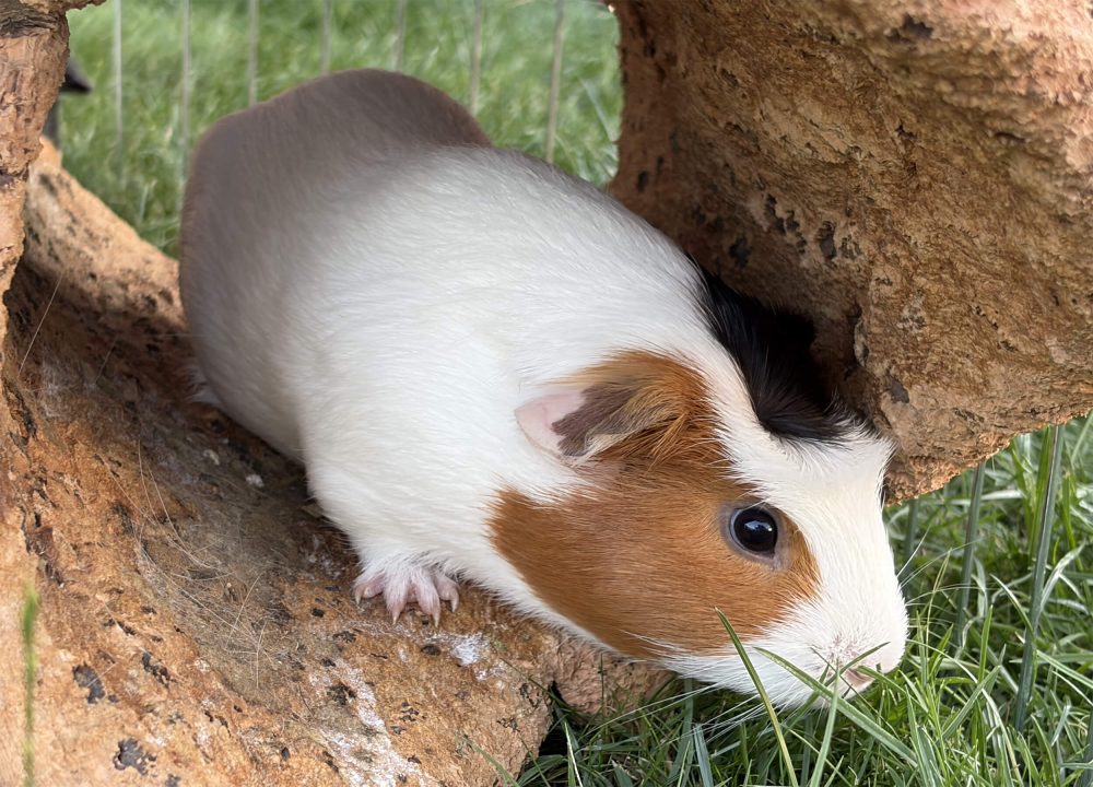 Braun-weißes Meerschweinchen kommt aus einer Korkhöhle und schnuppert am Gras