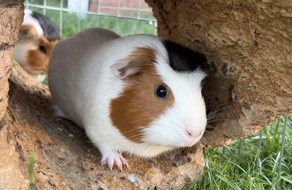 Braun-weißes Meerschweinchen sitzt unter Korkrinde, weitere Meerschweinchen sind im Hintergrund
