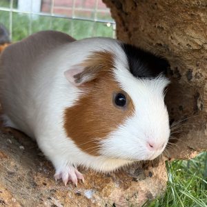 Braun-weißes Meerschweinchen sitzt unter Korkrinde, weitere Meerschweinchen sind im Hintergrund