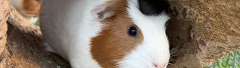 Braun-weißes Meerschweinchen sitzt unter Korkrinde, weitere Meerschweinchen sind im Hintergrund