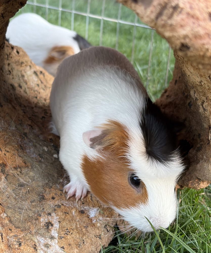 Dreifarbiges Meerschweinchen klettert aus einer Korkhöhle hinunter ins Gras