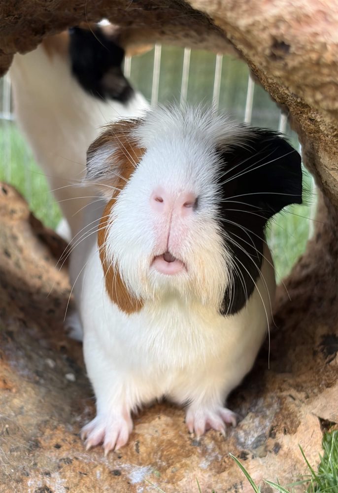 Dreifarbiges Meerschweinchen steht frontal mit sichtbaren Pfoten unter einer Korkrinde