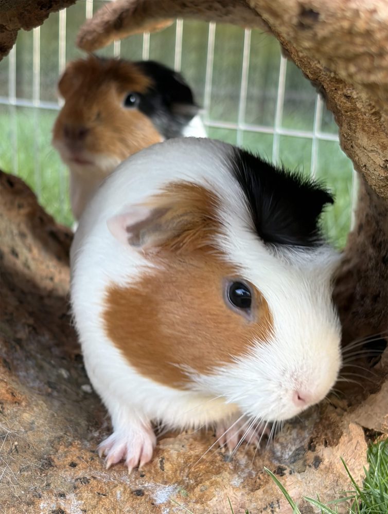 Braun-weißes Meerschweinchen im Vordergrund und dreifarbiges Meerschweinchen dahinter