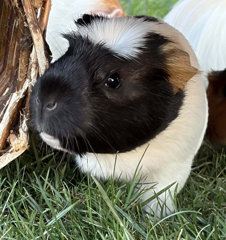 Schwarz-weißes Meerschweinchen sitzt in Nahaufnahme im Gras neben braunen Zweigen
