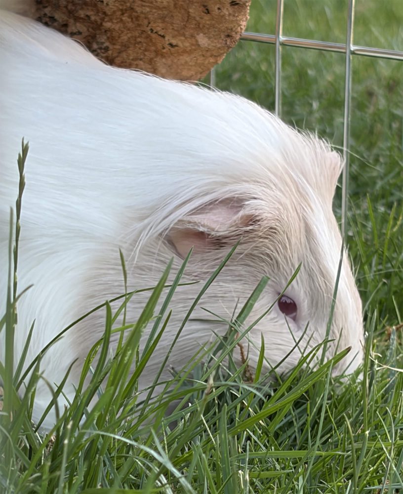 Weißes Meerschweinchen mit rosa Auge sitzt seitlich zwischen hohen Grashalmen