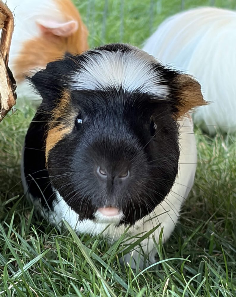 Dreifarbiges Meerschweinchen mit schwarzem Gesicht steht frontal im grünen Gras