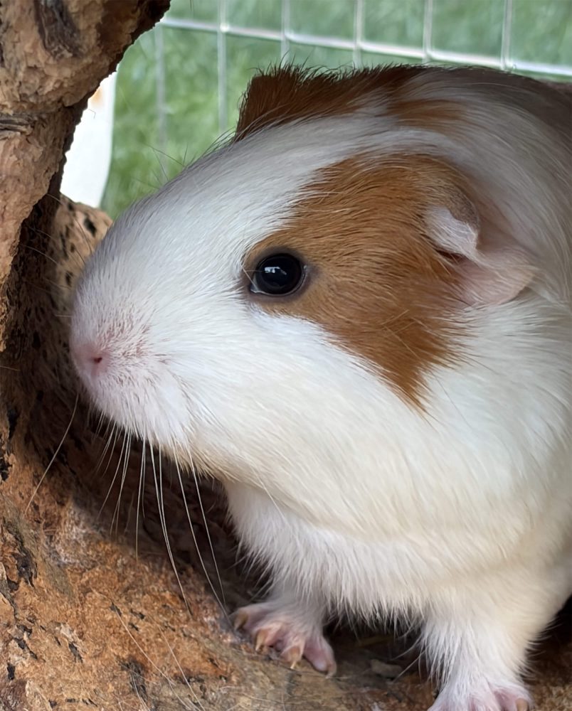 Braun-weißes Meerschweinchen sitzt seitlich in einer Korkhöhle und blickt nach links