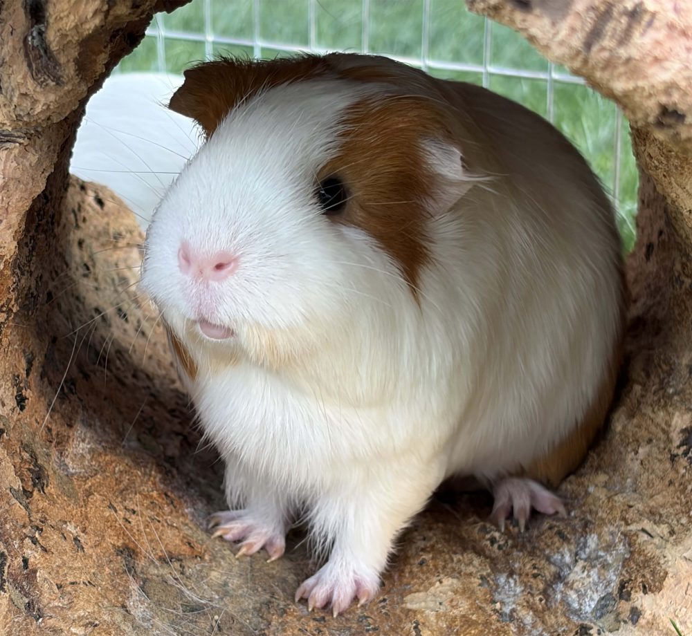 Braun-weißes Meerschweinchen sitzt frontal mit leicht geöffnetem Maul in einer Korkhöhle