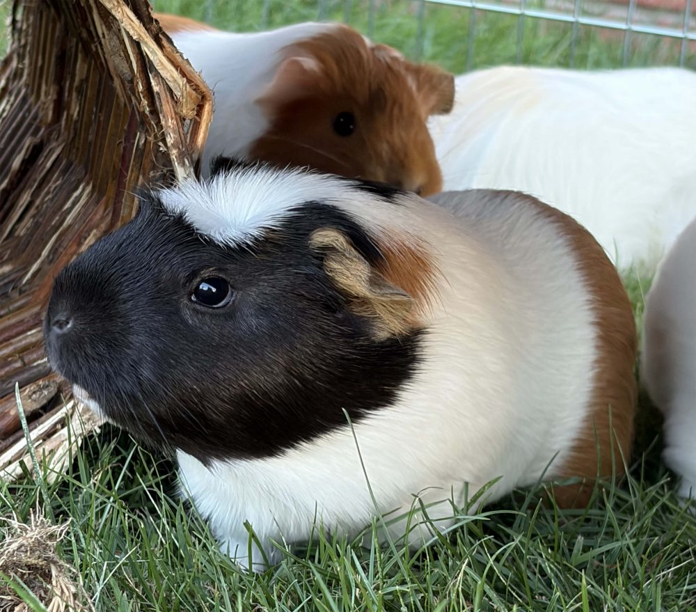 Dreifarbiges Meerschweinchen mit schwarzem Kopf sitzt im Gras vor weiteren Tieren