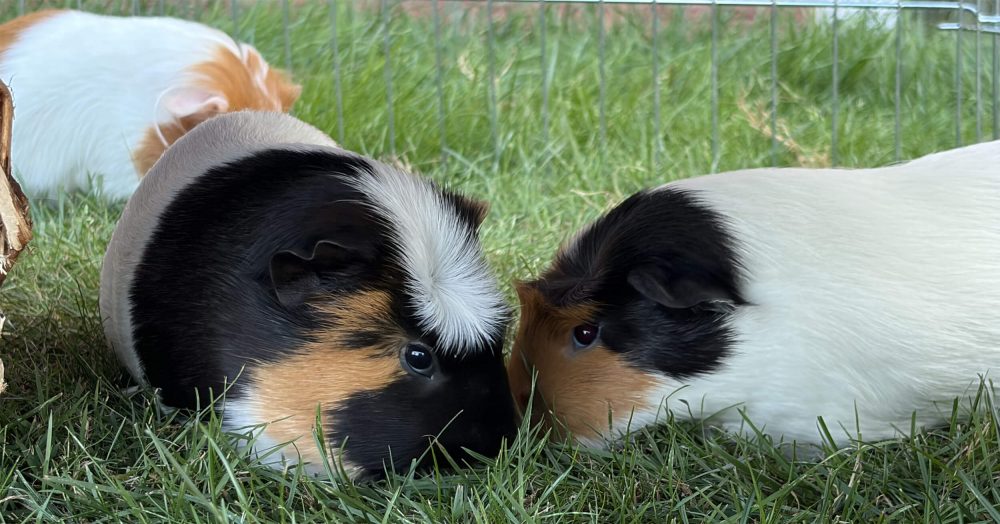 Zwei dreifarbige Meerschweinchen liegen sich im Gras mit den Köpfen gegenüber