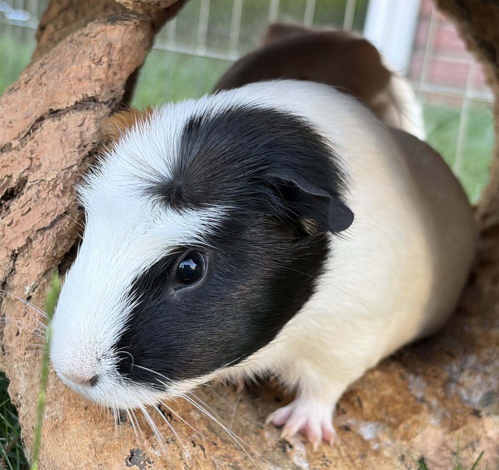 Schwarz-weißes Meerschweinchen sitzt seitlich mit sichtbarer Pfote in einer Korkhöhle