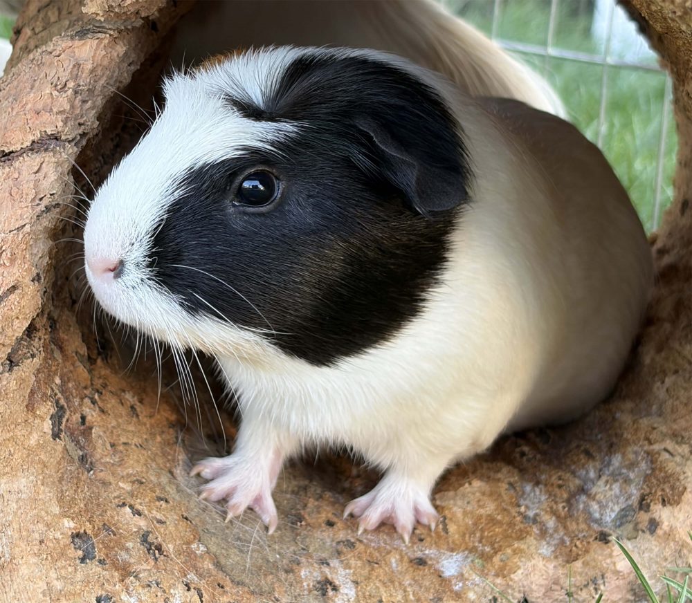 Schwarz-weißes Meerschweinchen steht mit beiden Vorderpfoten in einer Korkhöhle