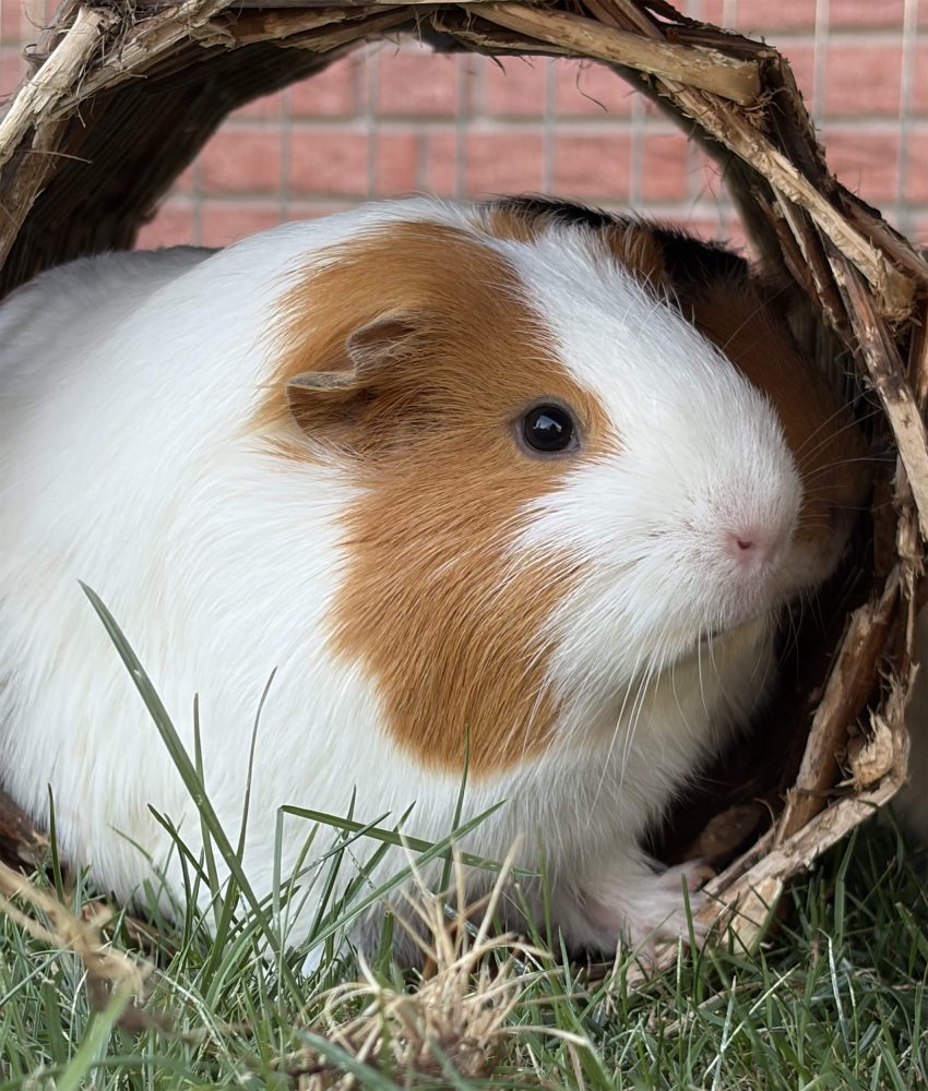 Braun-weißes Meerschweinchen sitzt im Eingang eines runden Zweigtunnels