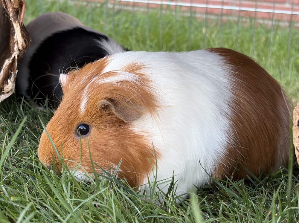 Braun-weißes Meerschweinchen mit längerem Fell sitzt seitlich im grünen Gras
