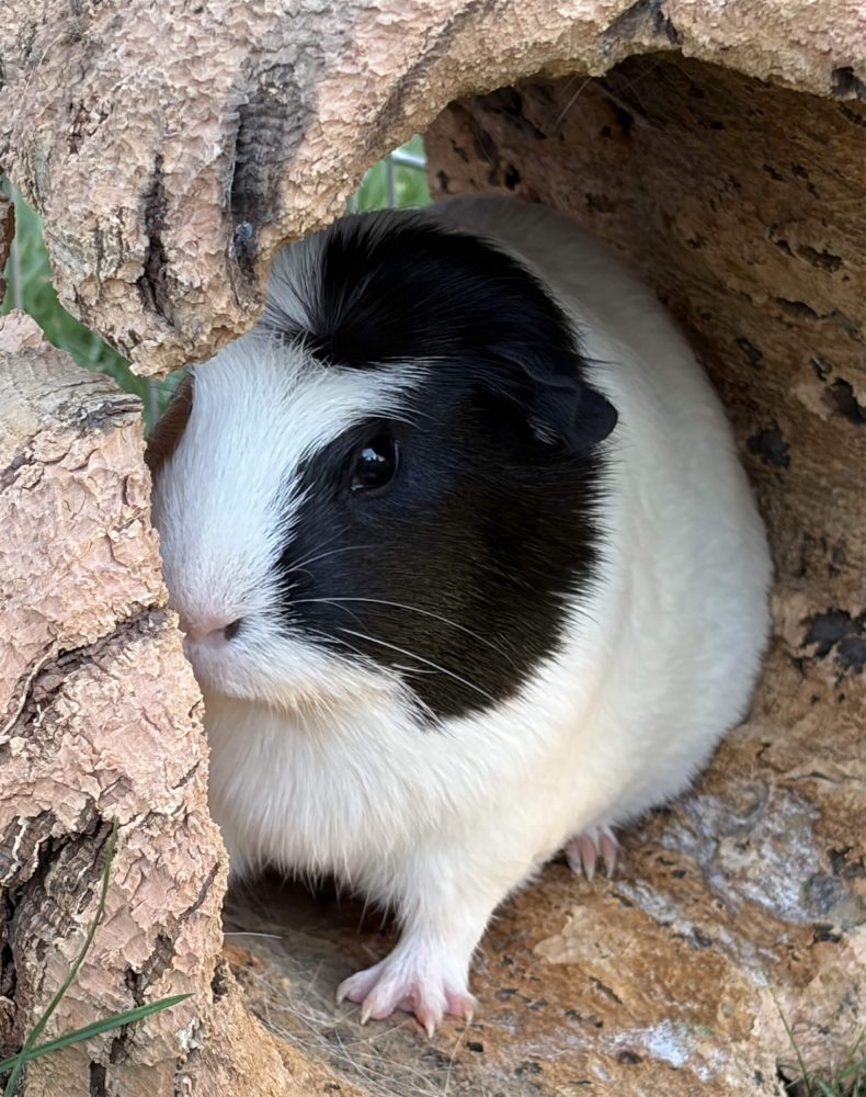 Schwarz-weißes Meerschweinchen sitzt mit sichtbarer Vorderpfote in einer Korkhöhle