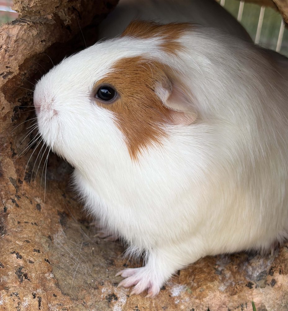 Braun-weißes Meerschweinchen hebt seitlich in einer Korkhöhle den Kopf