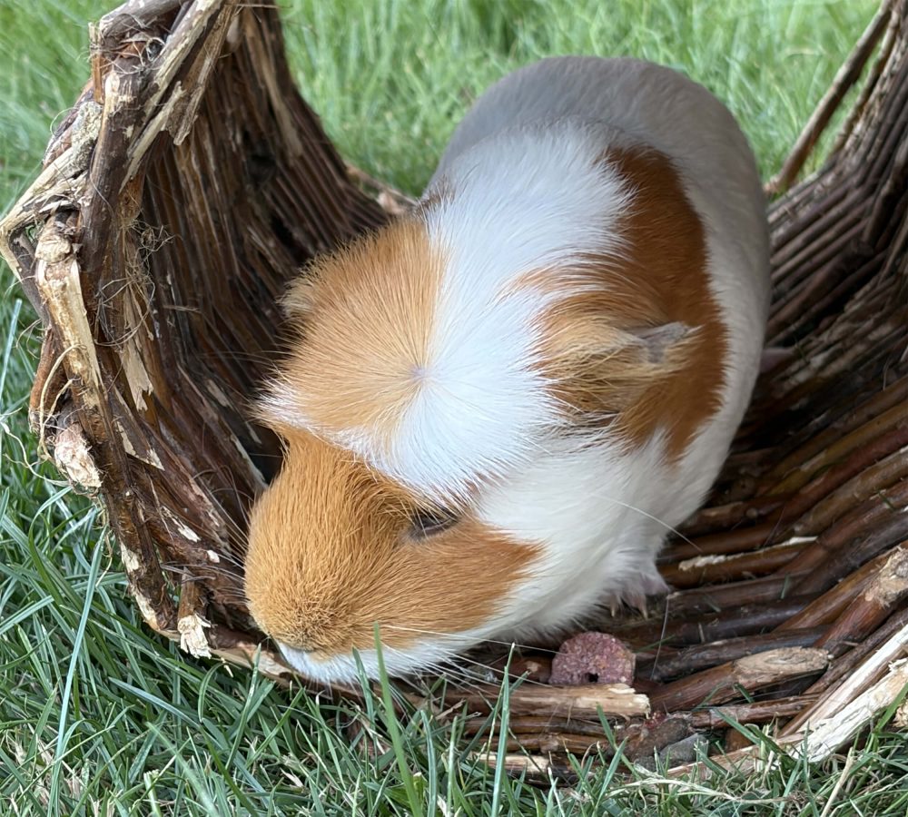 Braun-weißes Meerschweinchen beugt in einem Zweigtunnel den Kopf nach unten