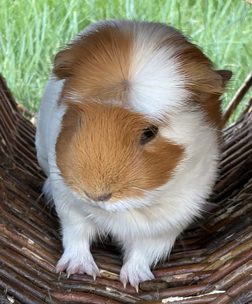 Braun-weißes Meerschweinchen mit Fellwirbel sitzt frontal in einem Zweigtunnel