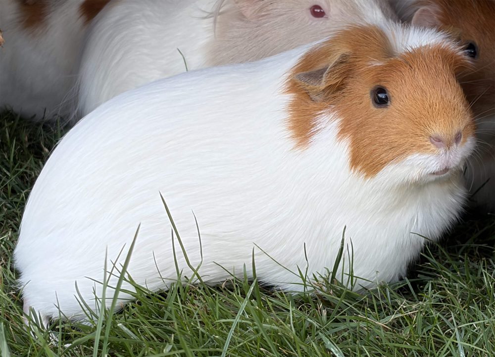Braun-weißes Meerschweinchen sitzt seitlich im Gras vor mehreren weiteren Tieren
