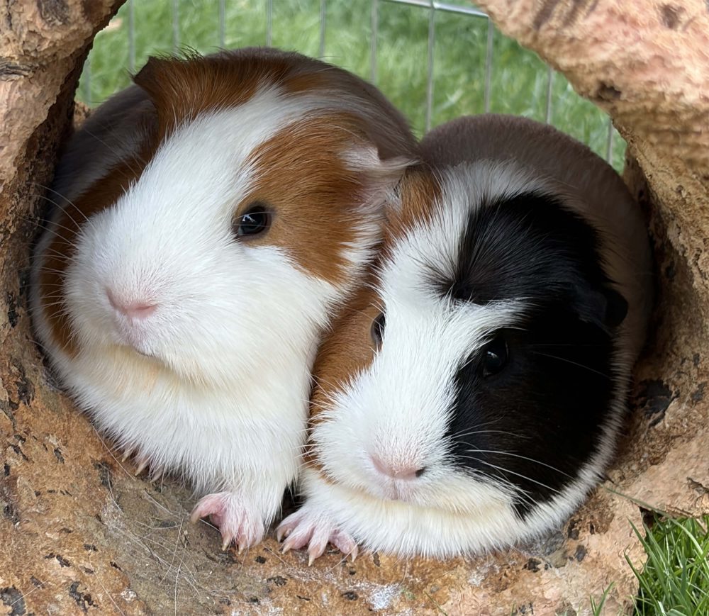 Braun-weißes und schwarz-weißes Meerschweinchen sitzen gemeinsam in einer Korkhöhle