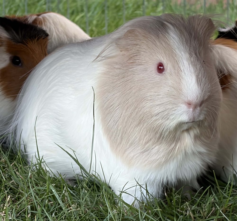 Weißes Meerschweinchen mit cremefarbenem Kopf und rosa Auge sitzt frontal im Gras
