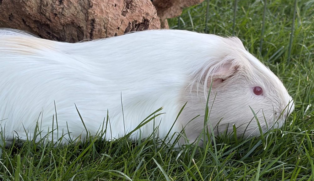 Weißes Meerschweinchen mit rosa Auge liegt ausgestreckt seitlich im grünen Gras