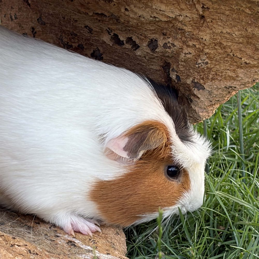 Braun-weißes Meerschweinchen liegt seitlich unter einer Korkrinde neben grünem Gras