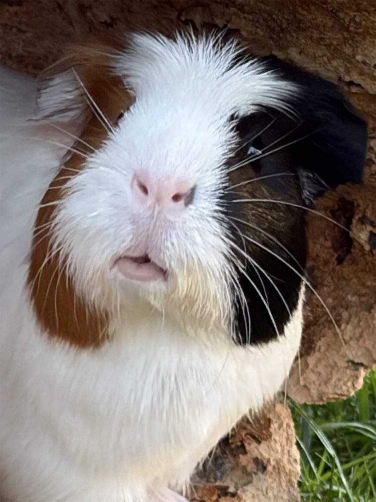 Dreifarbiges Meerschweinchen mit weißer Nase und leicht geöffnetem Maul in Nahaufnahme