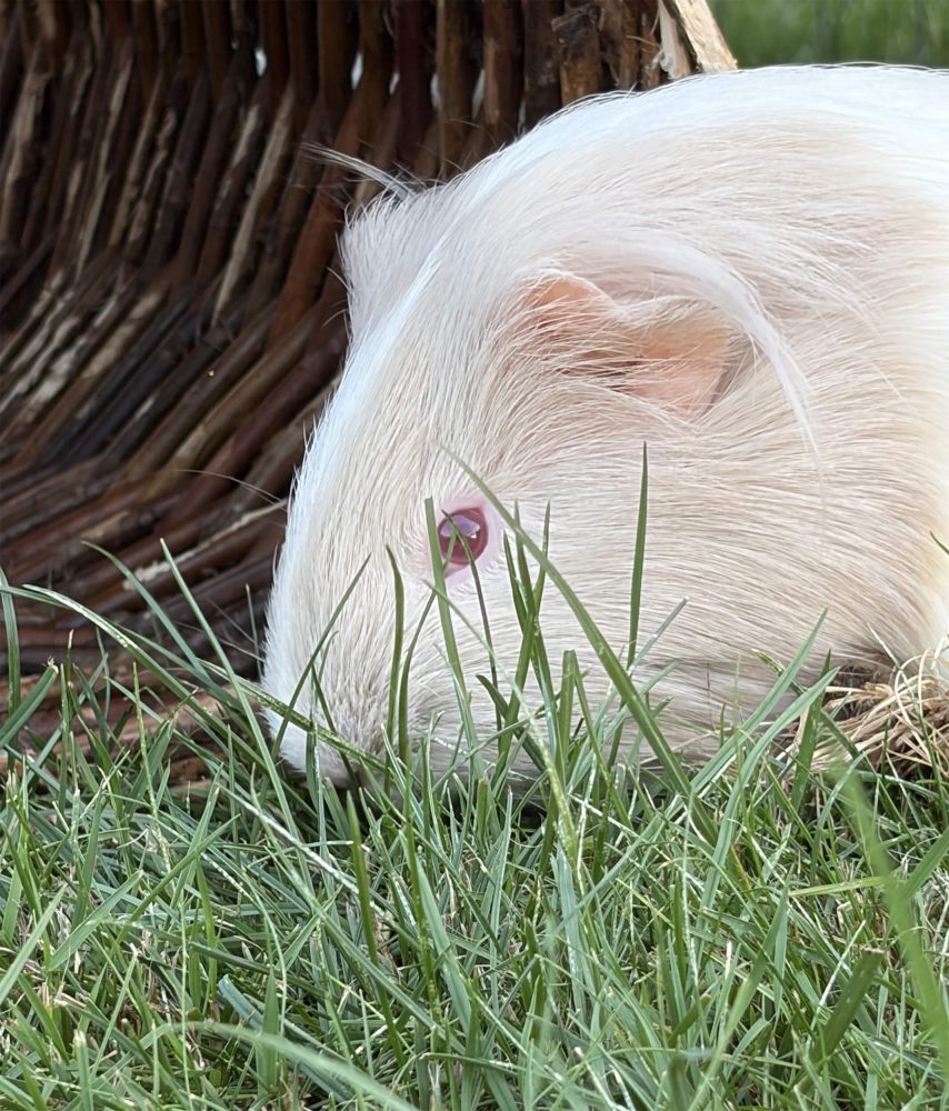 Weißes Meerschweinchen mit rosa Auge sitzt seitlich im Gras vor einem Zweigunterschlupf