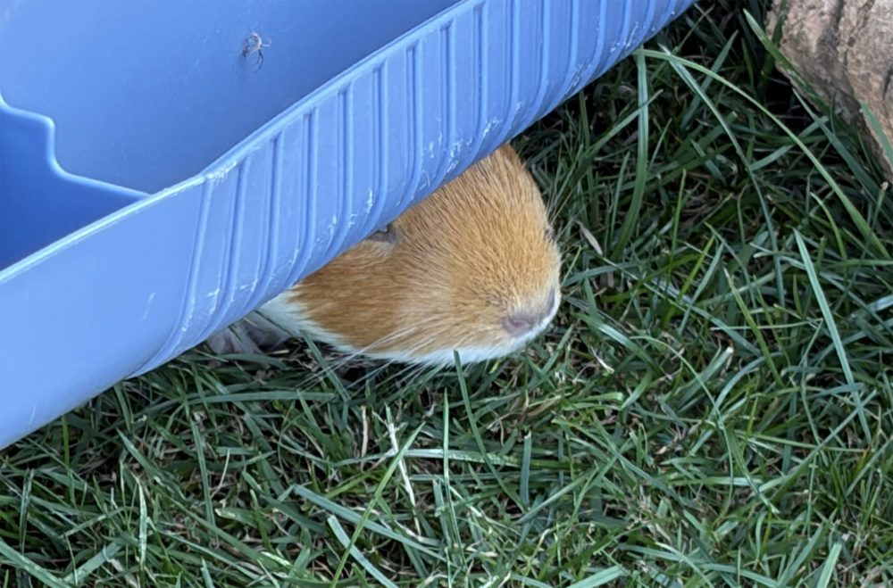 Braun-weißes Meerschweinchen schaut unter einer blauen Rampe ins grüne Gras