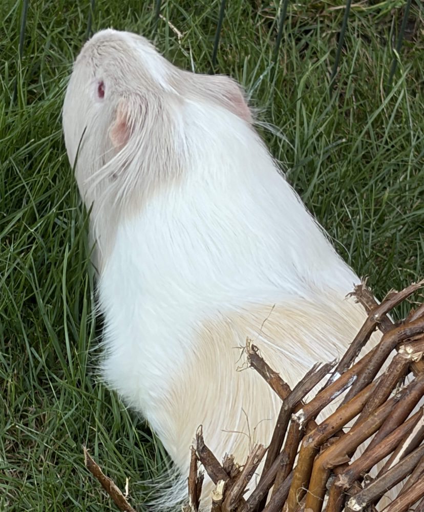 Weißes Langhaar-Meerschweinchen sitzt aufgerichtet im Gras neben braunen Zweigen