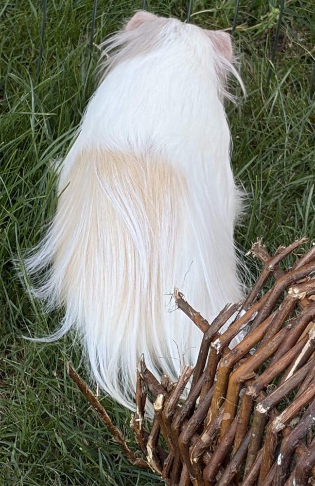 Weißes Langhaar-Meerschweinchen von hinten zwischen grünem Gras und braunen Zweigen