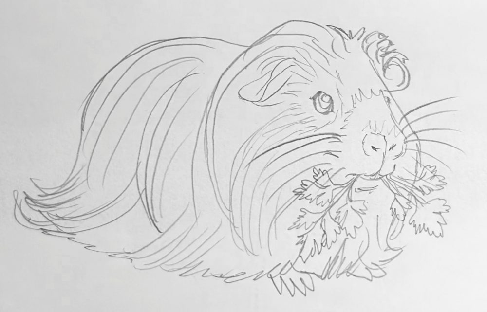 Bleistiftzeichnung eines langhaarigen Meerschweinchens mit Grünfutter im Maul