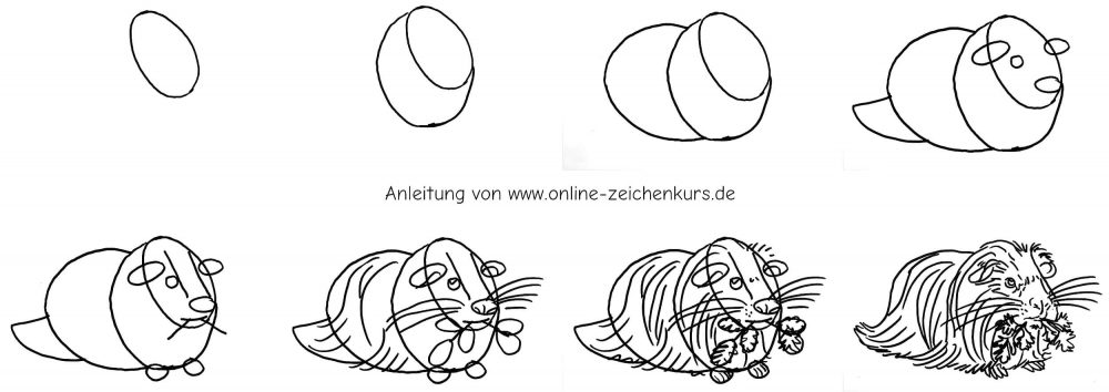 Langhaariges Meerschweinchen mit Grünfutter Schritt für Schritt zeichnen